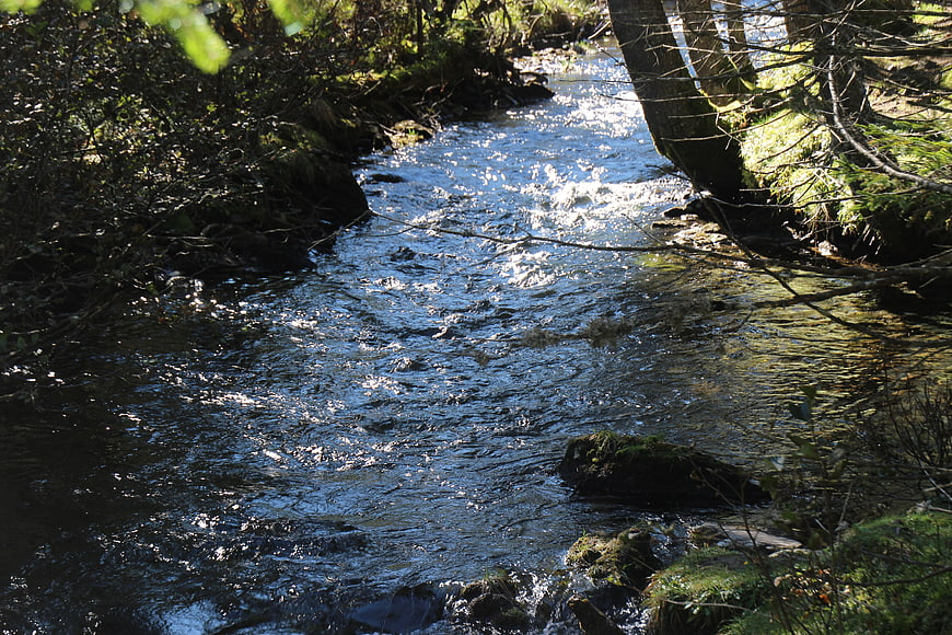 Sunlit forest stream flowing through mossy woods