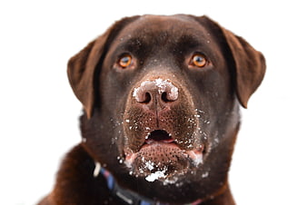 Close-up Portrait of Chocolate Labrador with Snow on Nose