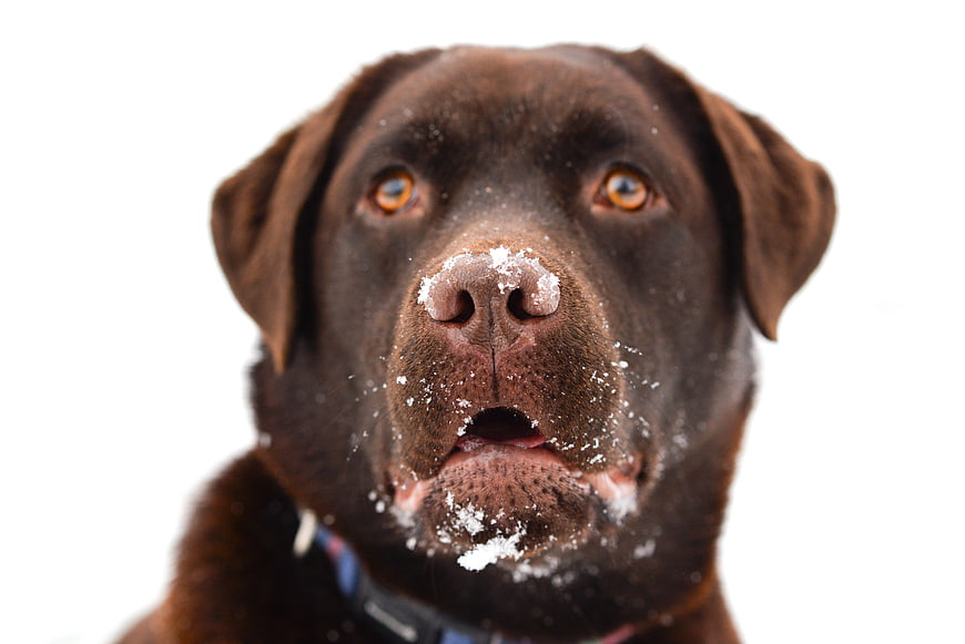 Close-up Portrait of Chocolate Labrador with Snow on Nose