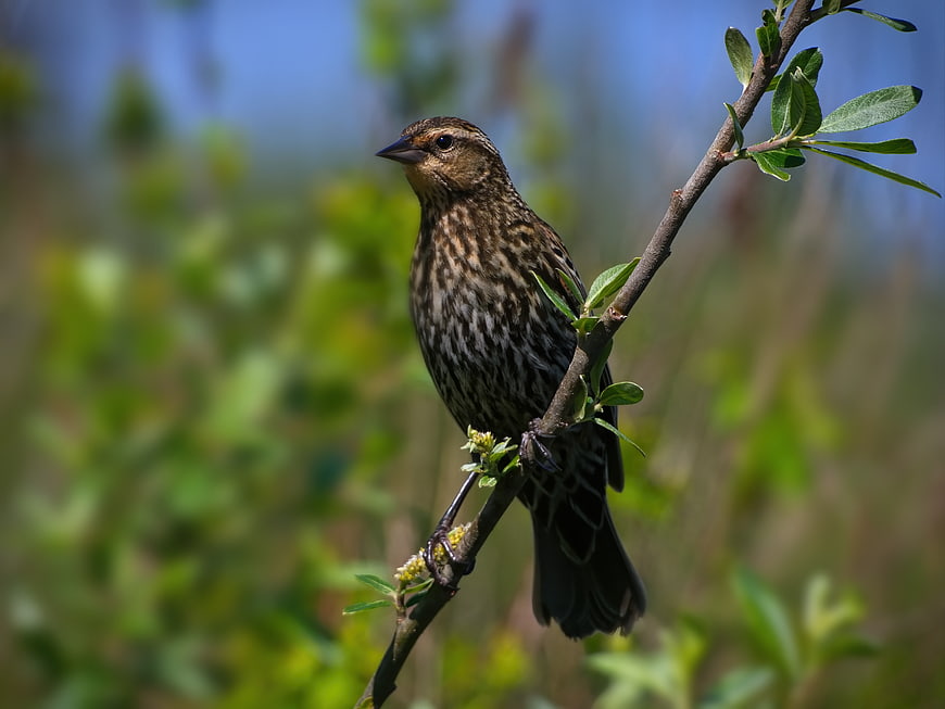 Red-winged Blackbird Female Perched on Branch
