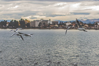 Seagulls flying over lake with city skyline background