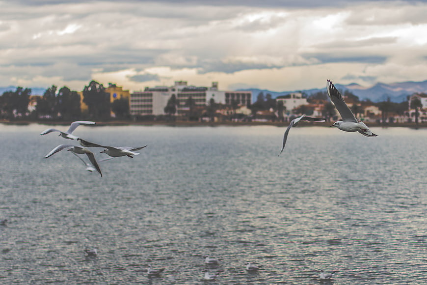 Seagulls flying over lake with city skyline background