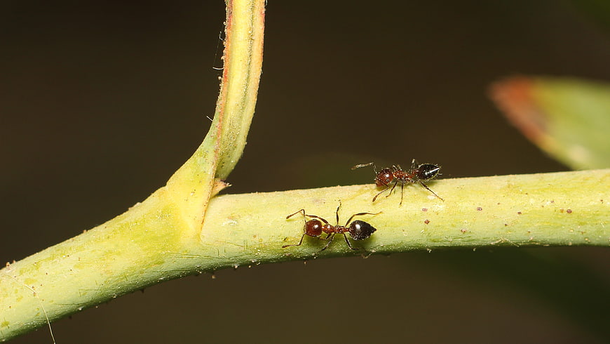 Close-up of two ants crawling on a green plant stem