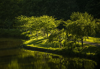 Sunlit Green Trees Reflecting in Calm River Water