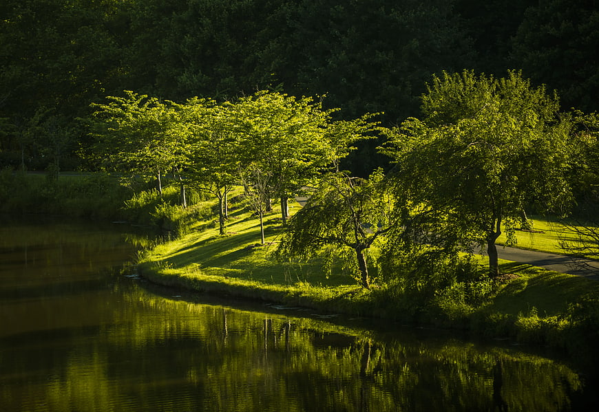 Sunlit Green Trees Reflecting in Calm River Water