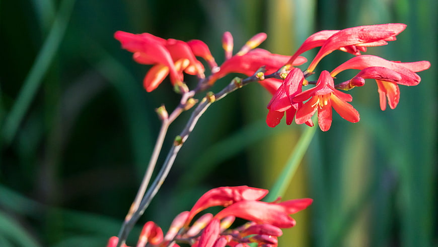 Vibrant Red Crocosmia Flowers in a Garden