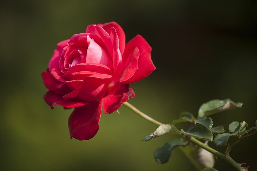 Vibrant Red Rose Close-Up with Green Background