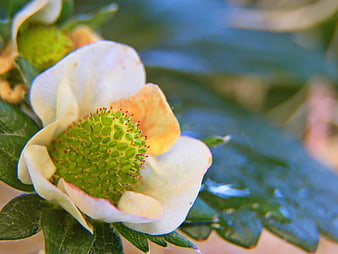 Close-up of a white strawberry flower with green center