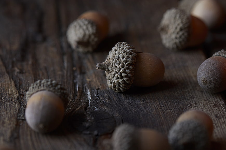 Close-up of Acorns on Rustic Wooden Surface