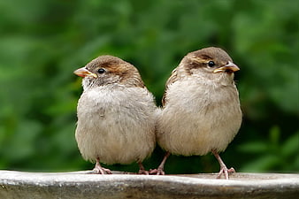 Two Cute Baby Sparrows Perched on a Wooden Edge