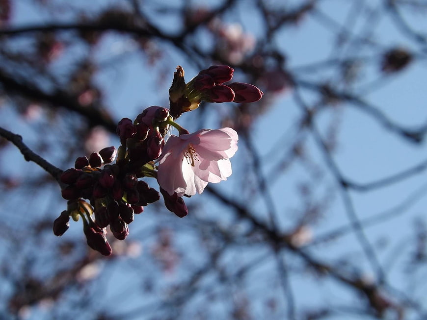 Cherry Blossom Bud and Flower Against Blue Sky
