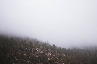 Misty mountain slope with pine trees and fog