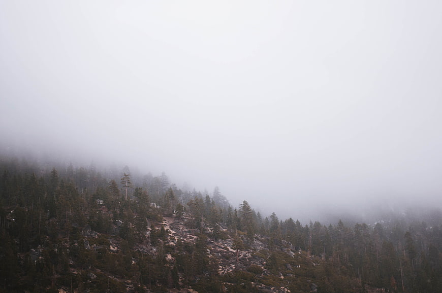 Misty mountain slope with pine trees and fog