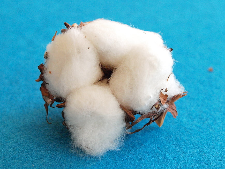 White Cotton Boll On Blue Background
