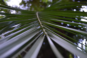 Close-up of lush green palm leaf with bokeh background