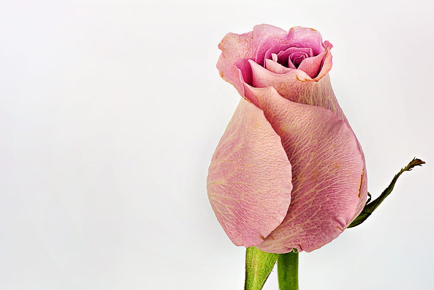 Close-up of a pink rose bud on a white background