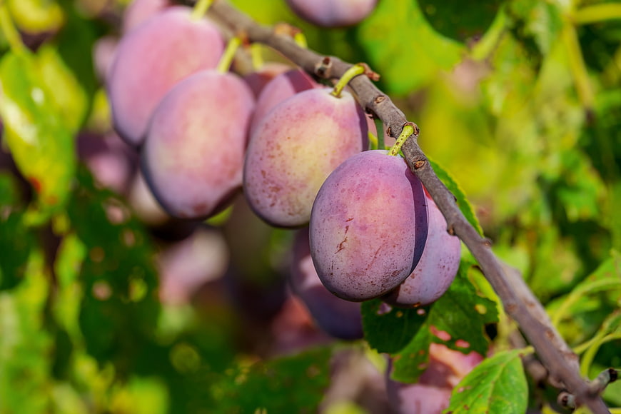 Ripe Purple Plums Growing On A Tree Branch In Summer
