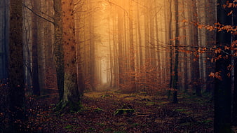 Mystical Autumn Forest with Golden Sunlight and Fog