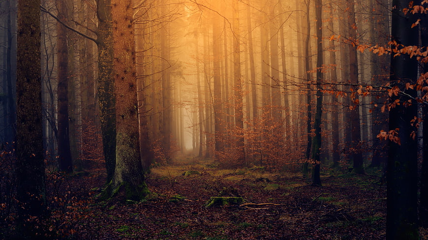 Mystical Autumn Forest with Golden Sunlight and Fog
