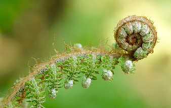 Macro close-up of a fuzzy unfurling fern frond against a soft green background