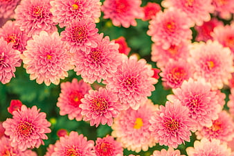 Vibrant Pink Chrysanthemums in Full Bloom