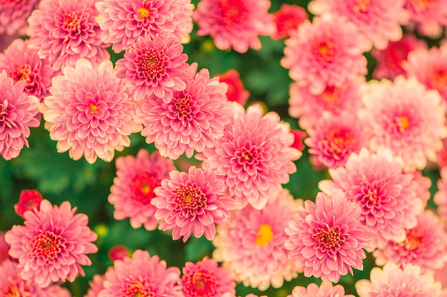 Vibrant Pink Chrysanthemums in Full Bloom