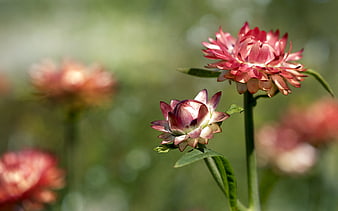 Close-up of pink strawflowers in a garden