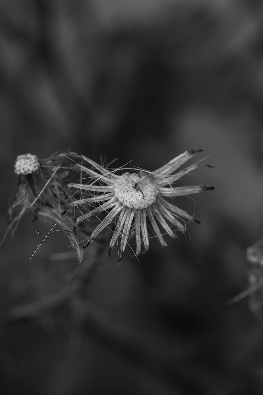 Black and white close-up of a dried wildflower head