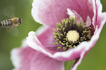 Honeybee Flying Towards Pink Poppy Flower Close Up