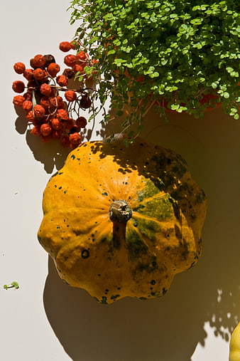 Top View of Yellow Pumpkin with Berries and Green Plant