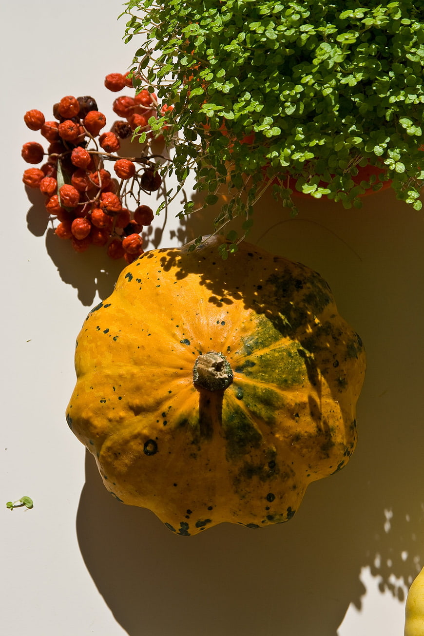 Top View of Yellow Pumpkin with Berries and Green Plant