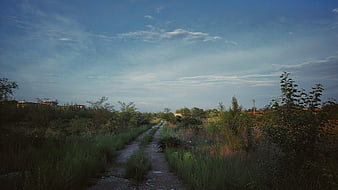 Gravel path winding through overgrown green vegetation under a blue sky