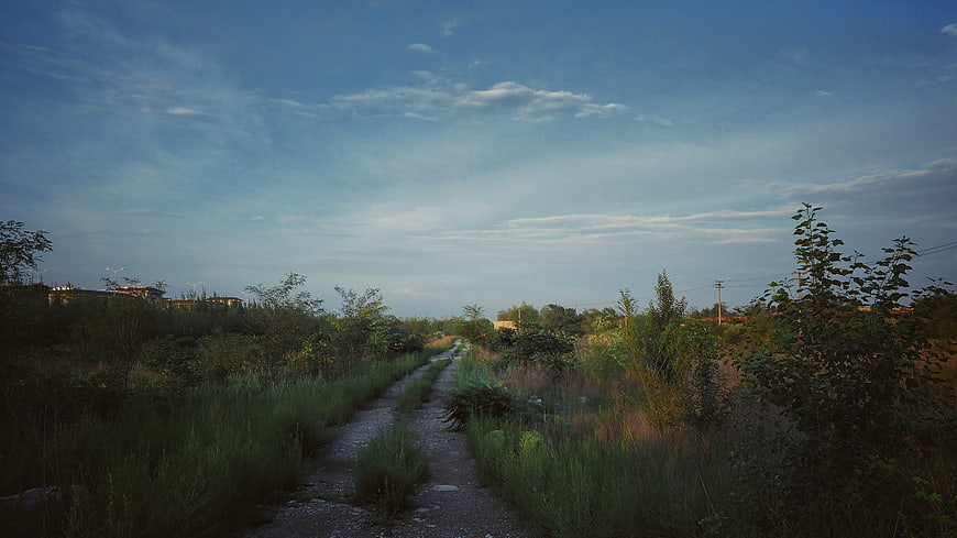 Gravel path winding through overgrown green vegetation under a blue sky