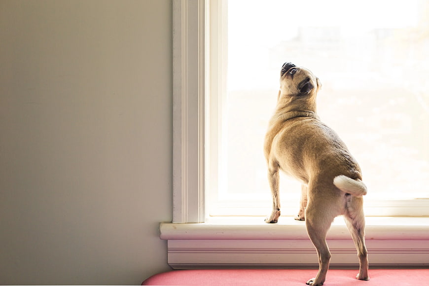 Fawn Pug Standing on Hind Legs Looking Out Window