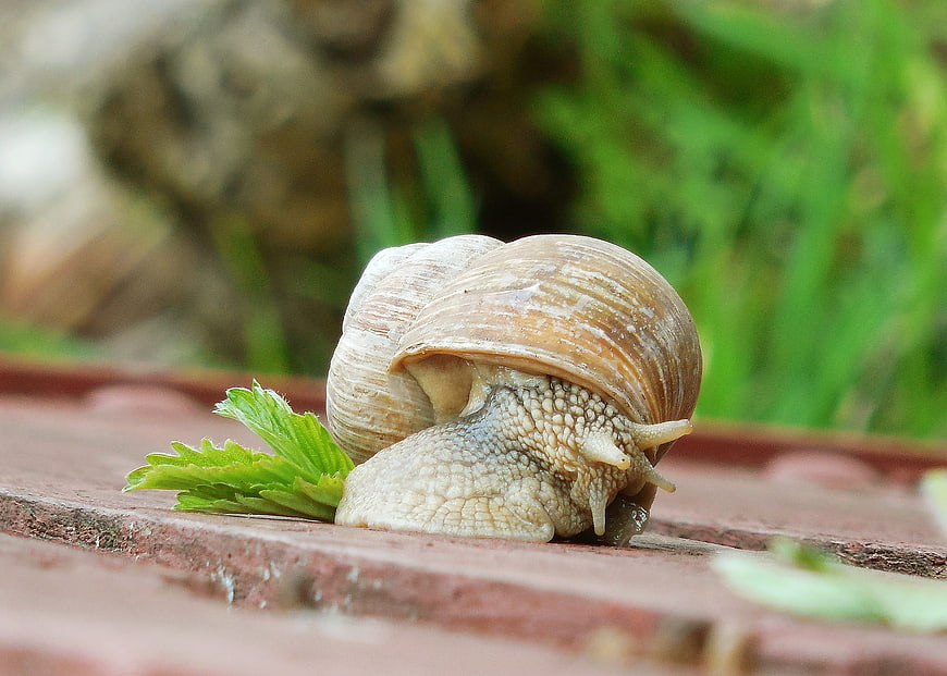 Close-up of a snail eating a green leaf on a wooden surface