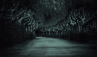 Dark Tree-Lined Avenue at Night with Mysterious Atmosphere