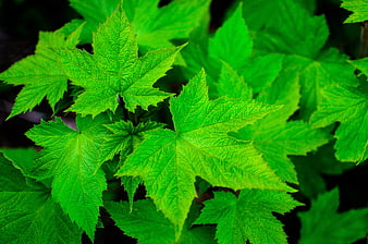 Vibrant Green Maple Leaves Close-Up Nature Background
