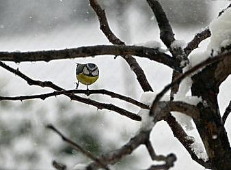 Eurasian Blue Tit perched on snowy branch in winter