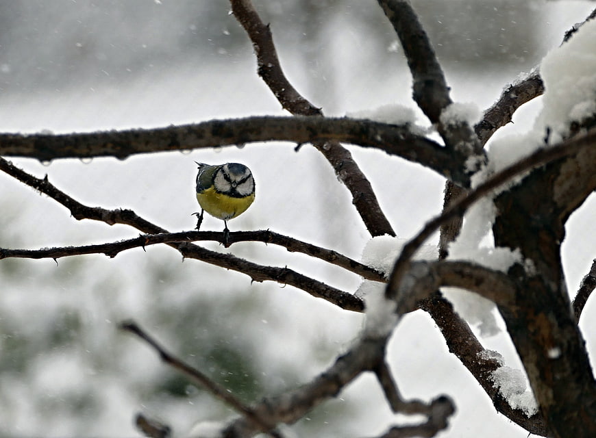 Eurasian Blue Tit perched on snowy branch in winter