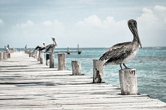 Brown Pelican Perched on Weathered Wooden Dock Post