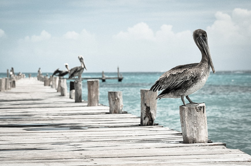 Brown Pelican Perched on Weathered Wooden Dock Post