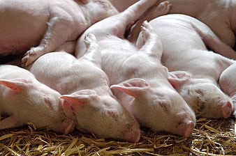 Cute sleeping piglets huddled together on straw