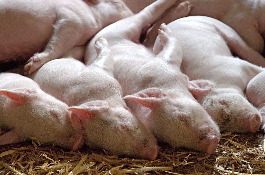 Cute sleeping piglets huddled together on straw