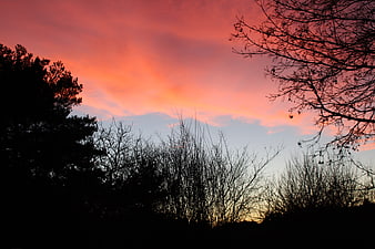 Silhouetted Trees Against Vibrant Pink and Orange Sunset Sky