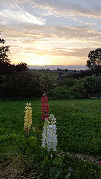 Colorful lupine flowers in a garden at sunset