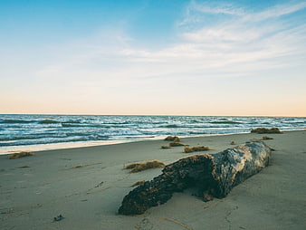 Driftwood Log on Sandy Beach with Ocean Waves and Blue Sky