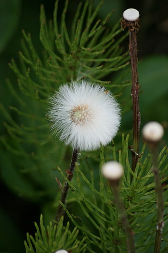 Close-up of fluffy white dandelion seed head in green field