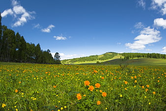 Vibrant Wildflower Meadow Under Blue Sky