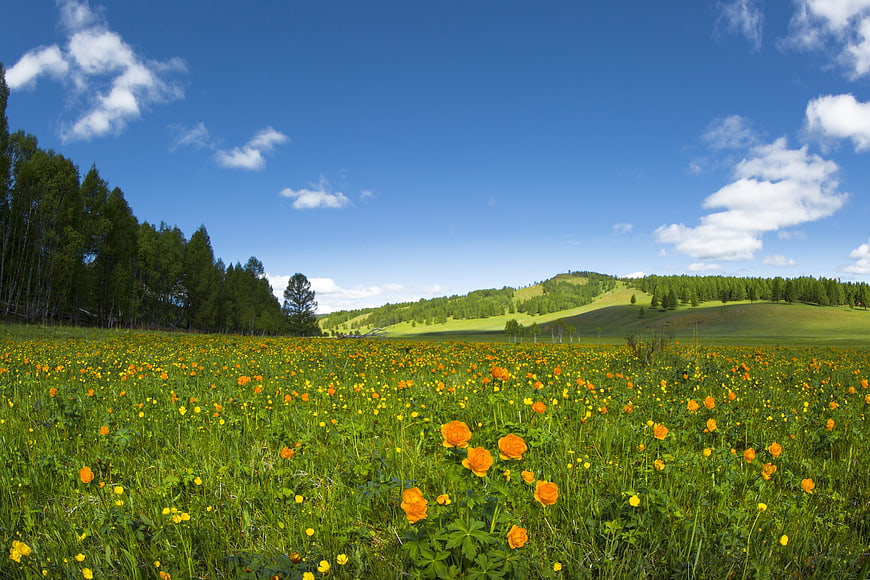 Vibrant Wildflower Meadow Under Blue Sky
