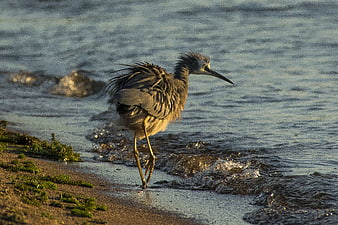 Yellow-crowned Night Heron Walking on Sandy Beach Shore